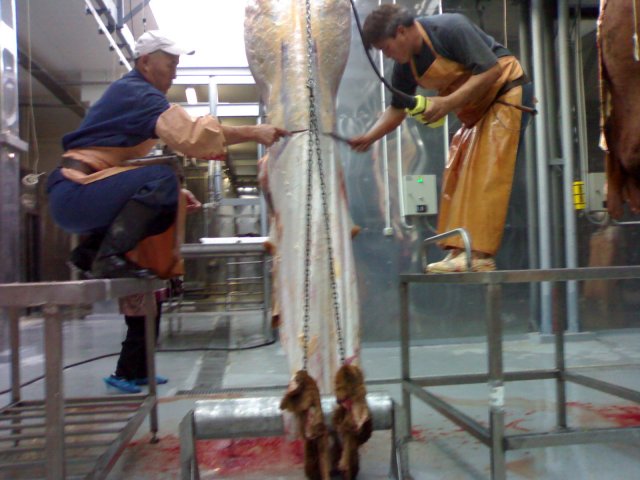 Реализация проекта цеха по убою скота и первичной переработки туш г. Элиста