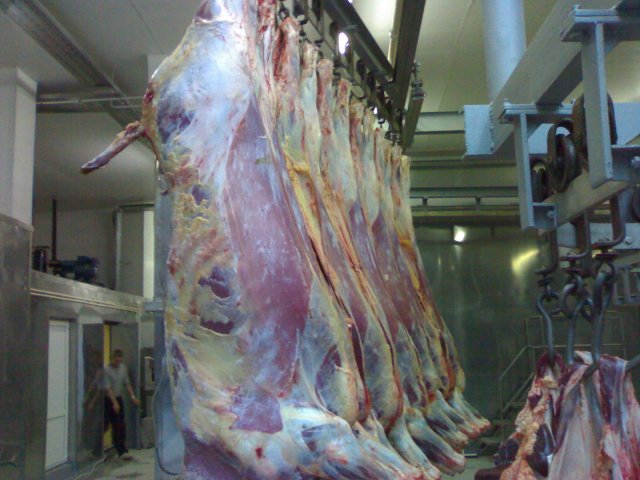 Реализация проекта цеха по убою скота и первичной переработки туш г. Элиста